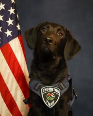 Donut in front of flag, looking at the camera